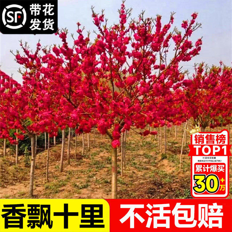红梅花树苗耐寒庭院地栽四季花卉植物骨里红梅腊梅朱砂梅绿梅室外