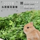 25年新草精品烘干头茬紫花苜蓿草干草幼兔子龙猫豚鼠荷兰猪粮牧草