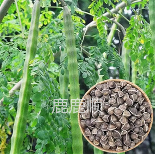 新采辣木种子山葵树辣根树辣木子多年生热带落叶乔木树