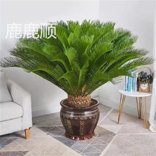 铁树种子变盆栽可开花南北方都种植不怕冻耐寒绿植苏铁种苗去壳