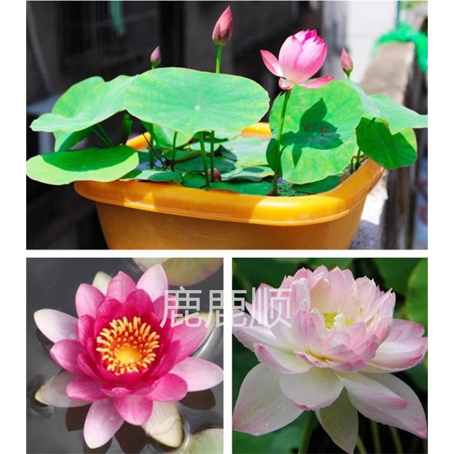 水培莲子开口盆栽莲花水养植物盆栽四季种籽简单种植