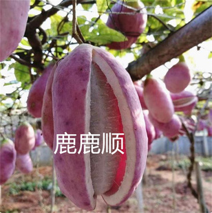 八月瓜八月炸种子四季庭院种植无籽八月瓜种八月炸种籽