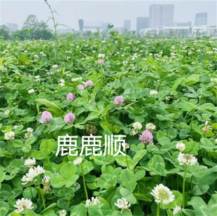白三叶种子四季常青公园小区景观绿化护坡固土果园绿肥红三叶草籽