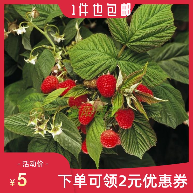树莓种子 野草莓树苗庭院阳台盆栽树莓野生果树苗地栽