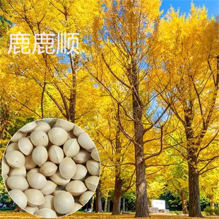 银杏树种子白果庭院园林绿化苗木行道树金叶银杏种籽南方北方种植