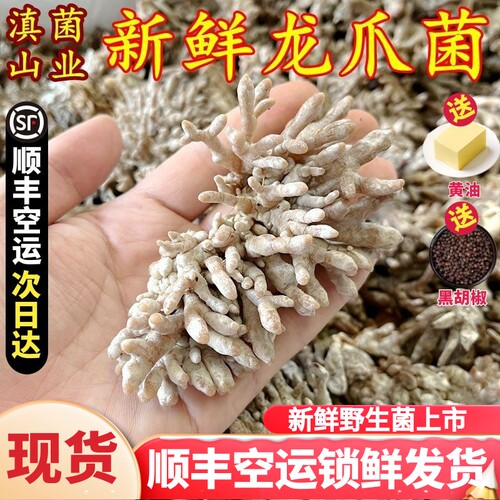 新鲜珊瑚菌龙爪菇猫爪菌美食农产品山珍土特产香菇蘑菇云南菌子