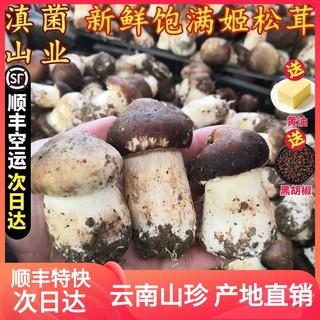 新鲜姬松茸 精品云南山珍特产蘑菇巴西菇空运包邮次日达云南菌子