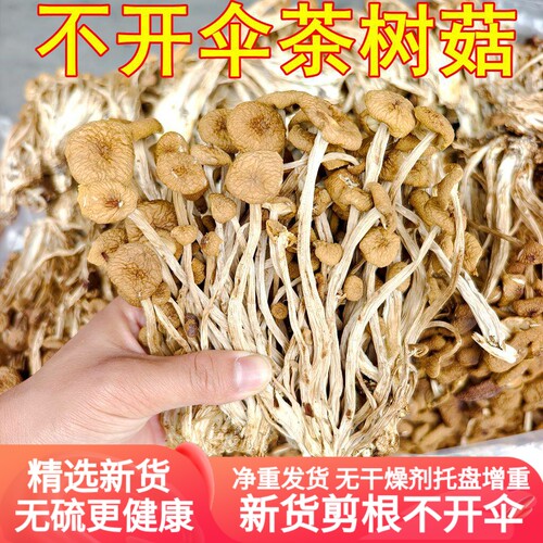 新鲜茶树菇干货不开伞骨朵茶薪菇非特级香菇蘑云南菌子云南菌子