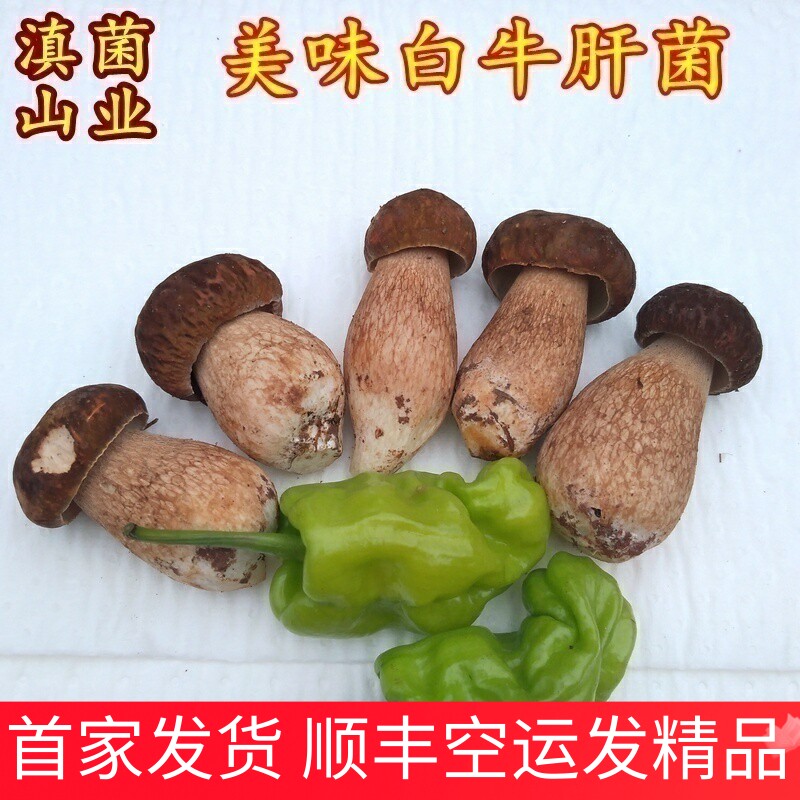 美味白牛肝菌新鲜野生 云南特产野生山珍蘑菇空运美食香菇菌子