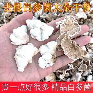 白参菌干货 精选无根嫩菇云南农家特产有嚼劲食用农产品山珍香菇