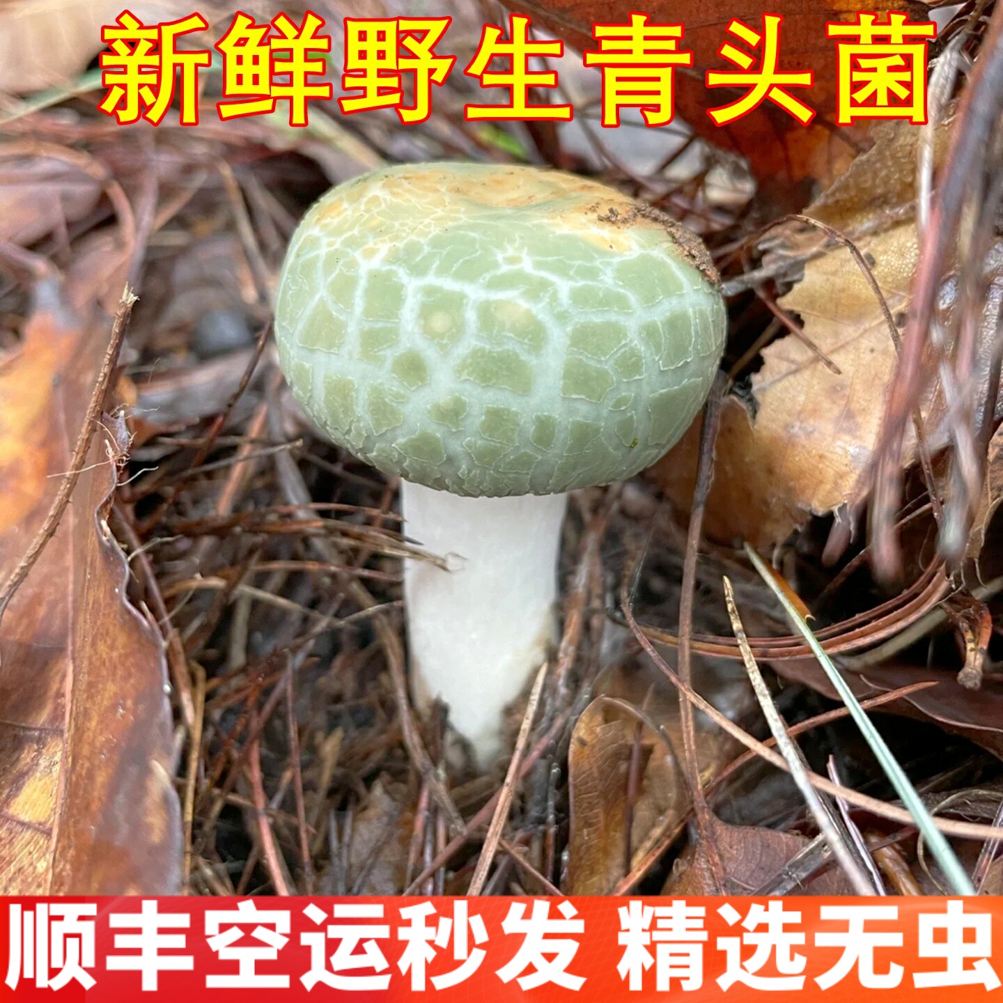 新鲜青头菌野生青头菌 稀有美食农产品山珍云南菌子蘑菇空运发货