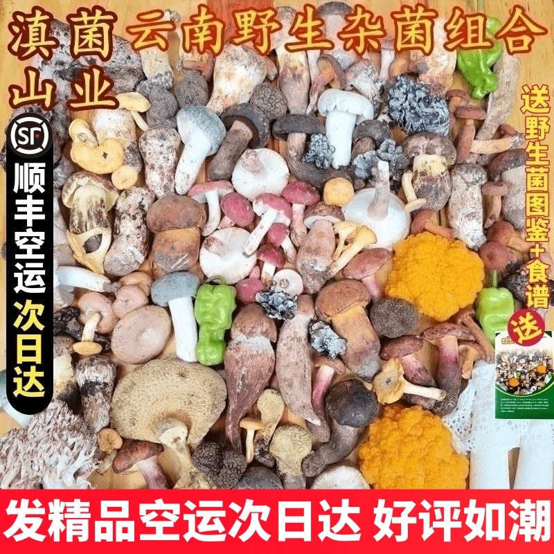 新鲜野生菌菇组合松露见手青松茸红菇鸡枞青头牛肝羊肚菌云南菌子