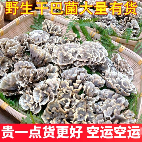 新鲜干巴菌野生云南山珍特产山珍美食材农产品顺丰空运云南菌子