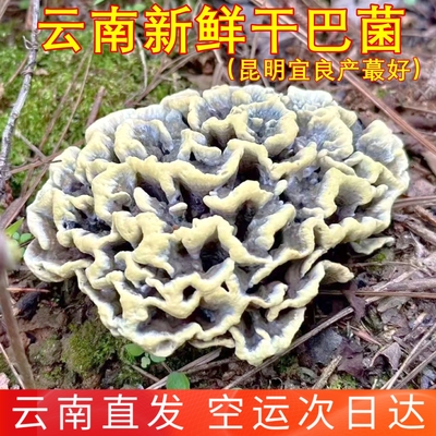 新鲜干巴菌野生干巴菌 山珍稀有美食味道特殊云南菌子蘑菇香菇菌