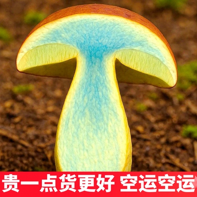 新鲜见手青云南黄牛肝菌 精品大果好货非小菇野生菌云南菌子山珍