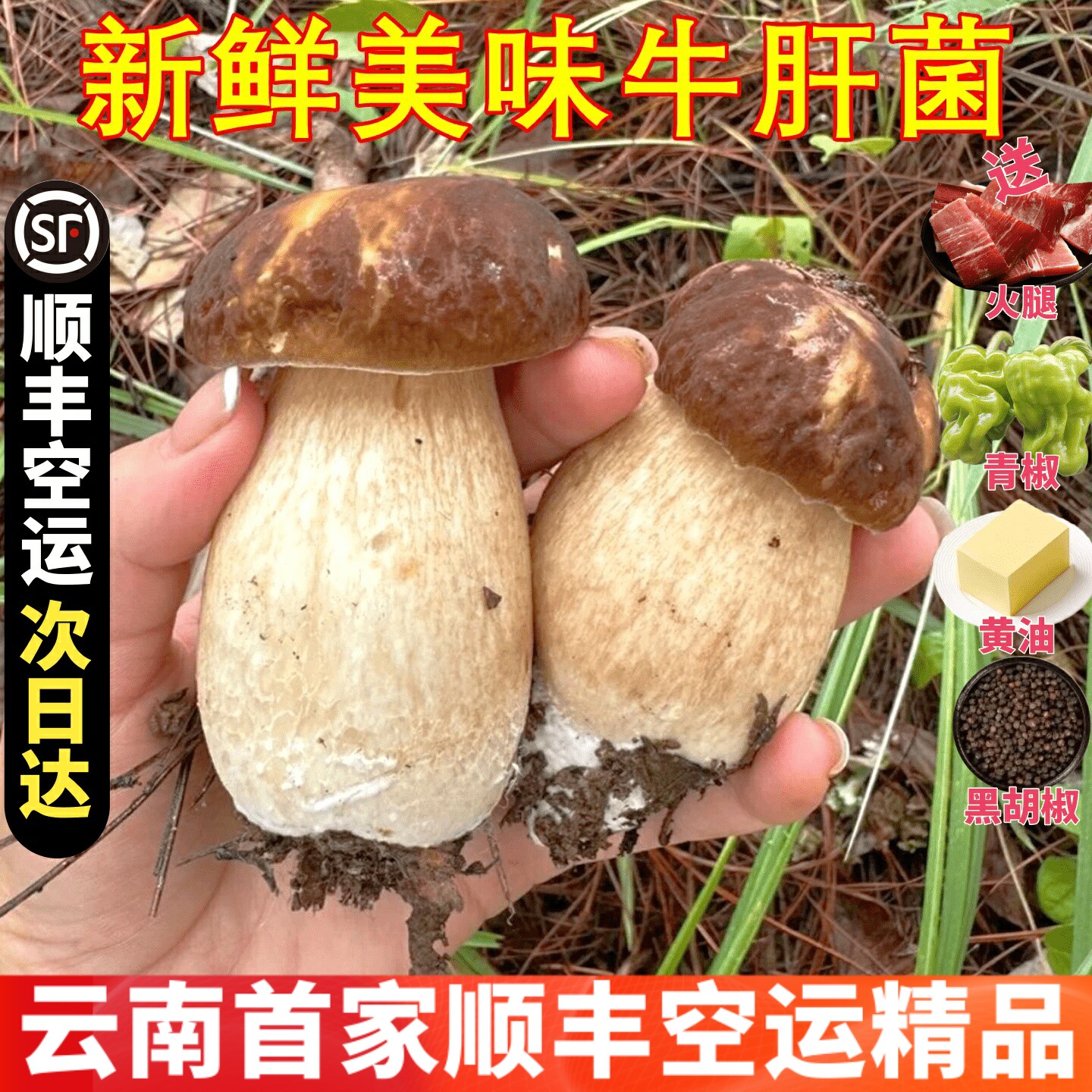 美味牛肝菌新鲜野生白牛肝菌山珍美食稀有特产香菇野生菌云南菌子