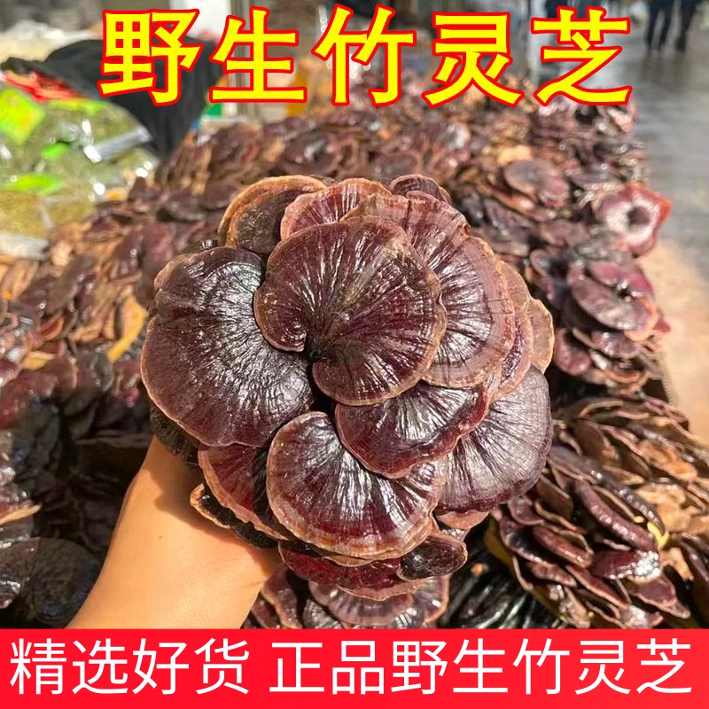 野生竹灵芝干【正品保障】 云南山珍深山野生泡酒小灵芝中药材