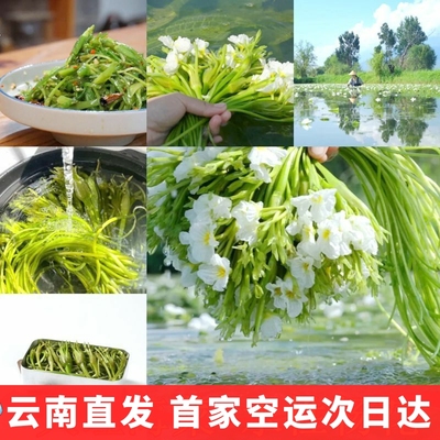 水性杨花大理海菜花泸沽湖丽江海菜云南野菜大理特产洱海新鲜蔬菜