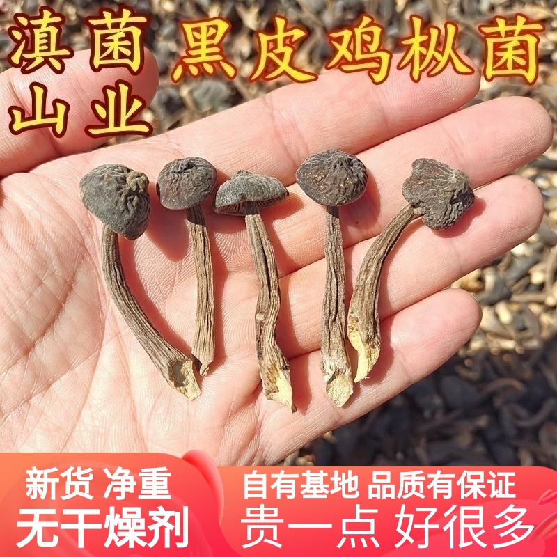 黑皮鸡枞菌干货精品特级粗条 云南山珍美食农产品云南菌子非新鲜
