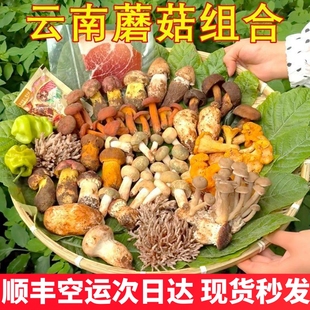 新鲜蘑菇组合云南野生菌杂菌松茸牛肝菌见手青红菇干巴菌鸡枞羊肚