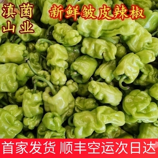 新鲜皱皮辣椒青椒云南省辣特有 搭配菌类炒着吃很香口感脆爽味道