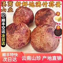 新鲜竹荪蛋 两斤装山珍野生短裙红托竹荪蛋云南特产美食材农产品