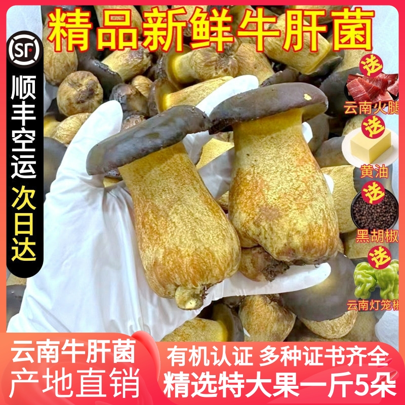 新鲜牛肝菌 见手青顺丰空运黑牛肝黄牛肝白牛肝菌非野生云南菌子