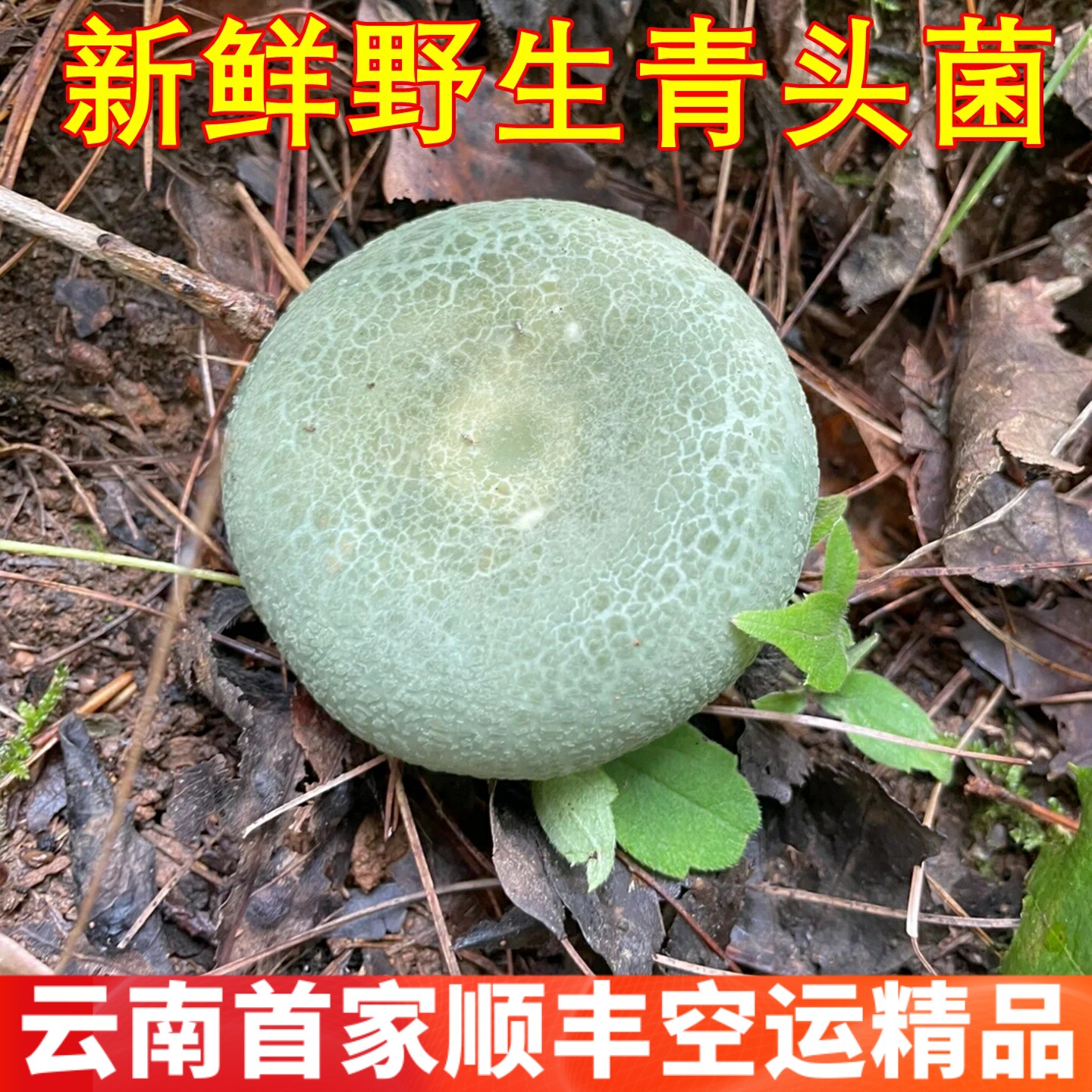 新鲜变绿红菇野生青头菌  稀有山珍食材野味云南野生菌子空运锁鲜