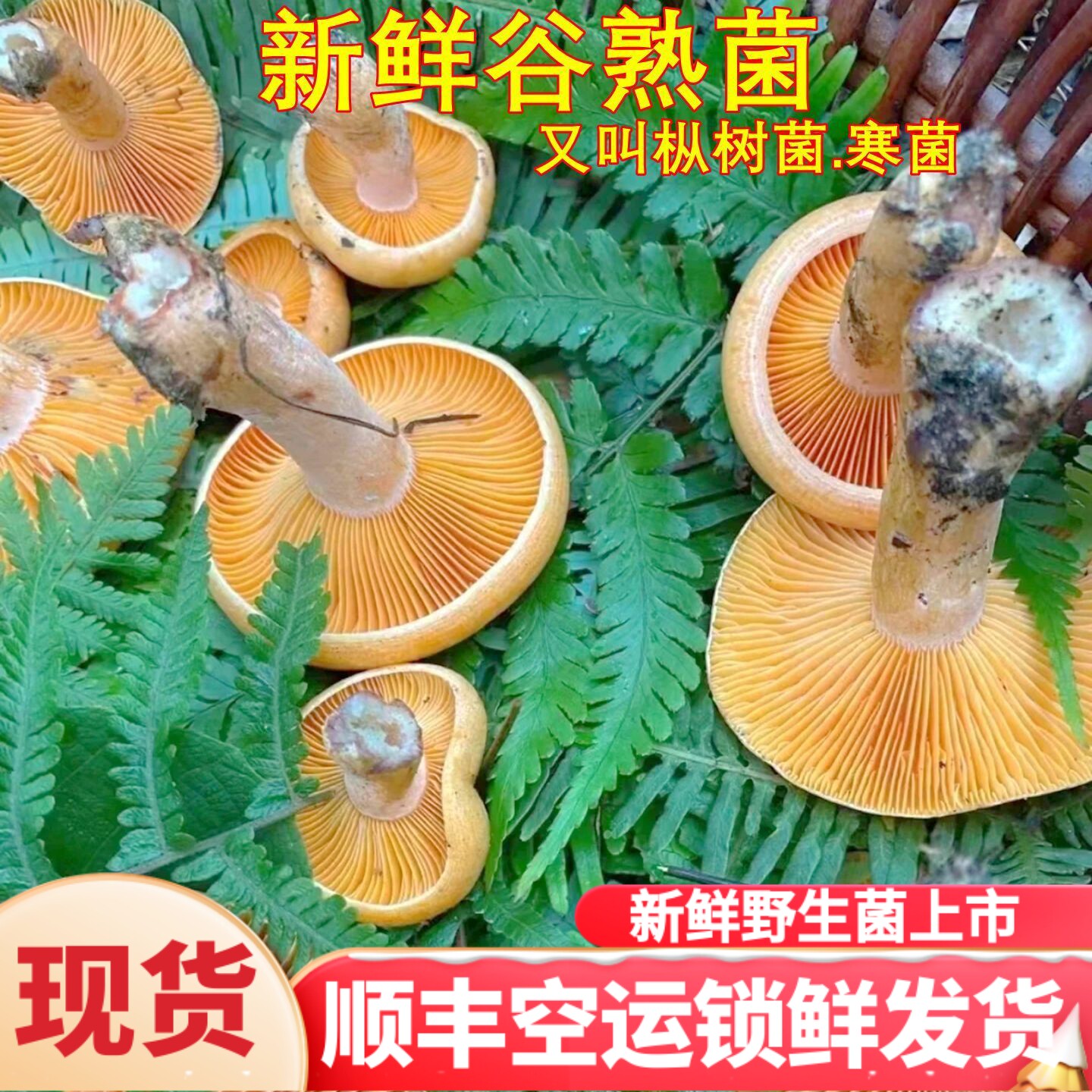 新鲜谷熟菌野生菌空运锁鲜次日达包邮 铜绿菌枞树寒菌云南菌子菇