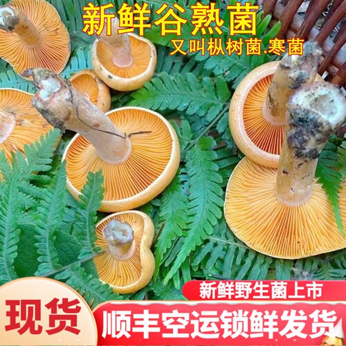 新鲜谷熟菌野生菌空运锁鲜次日达包邮 铜绿菌枞树寒菌云南菌子菇