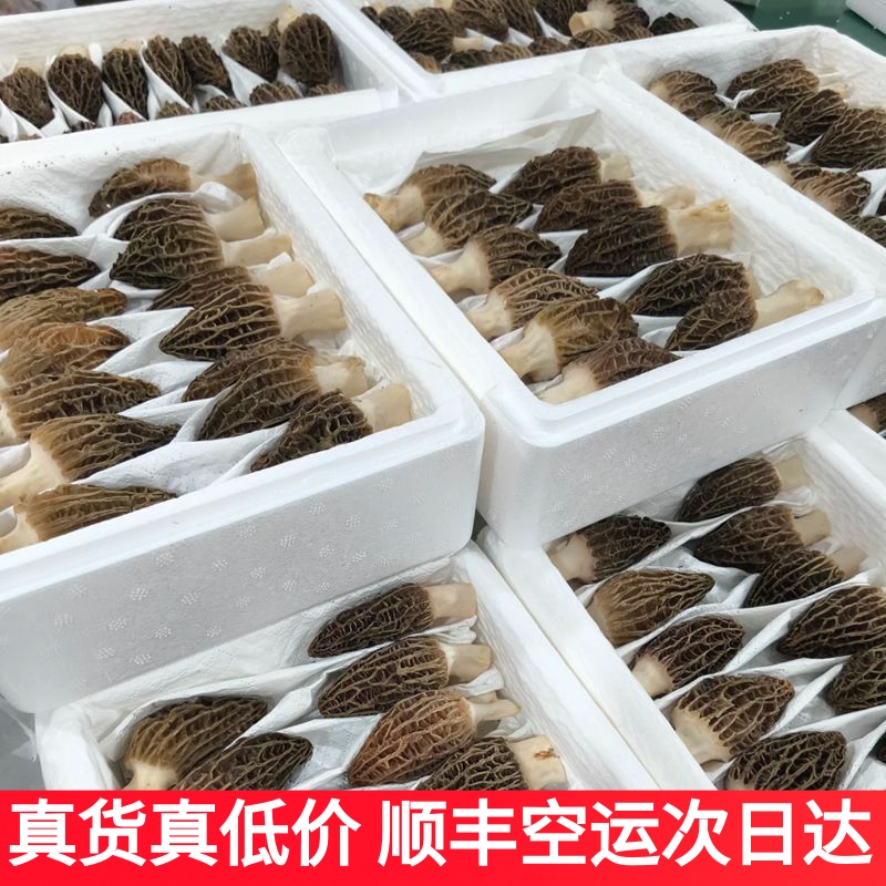 新鲜羊肚菌精选特级礼盒装云南特产野生蘑菇山珍味道鲜美顺丰