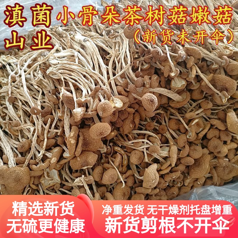 新鲜农家茶树菇干货不开伞骨朵
