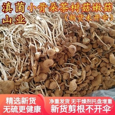 新鲜农家茶树菇干货不开伞骨朵
