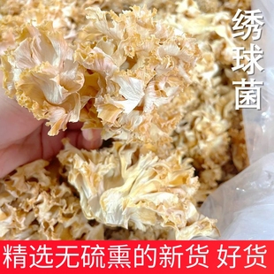 新货绣球菌干货 云南山珍特产美味食材秀球菌非新鲜香菇食用菌