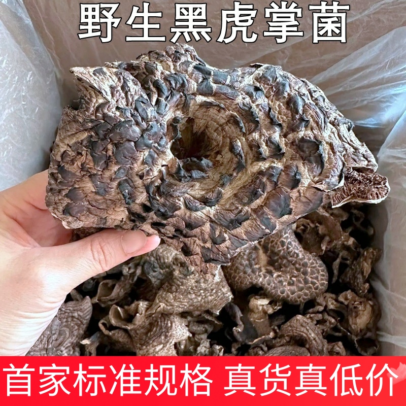 野生黑虎掌菌干货非新鲜山珍美食异香浓郁味道鲜美稀有云南菌子