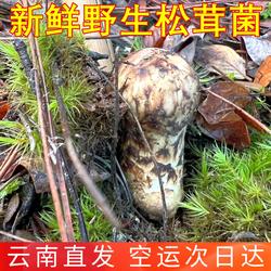 新鲜松茸野生香格里拉松茸 稀有山珍美食食材香菇山野云南菌子