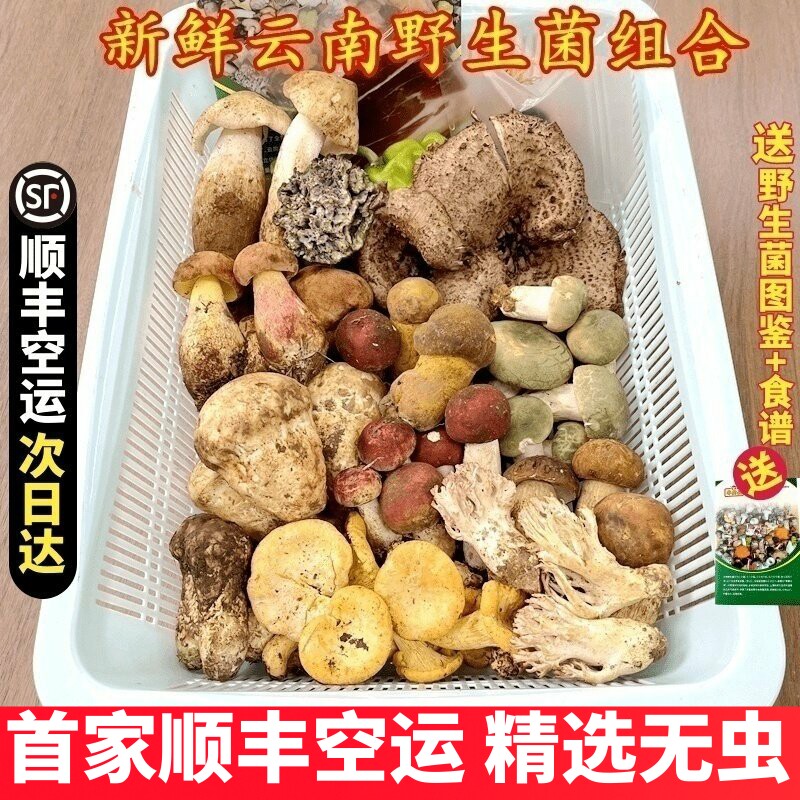 新鲜蘑菇组合云南野生菌杂菌松茸牛肝菌见手青红菇干巴菌鸡枞羊肚图片