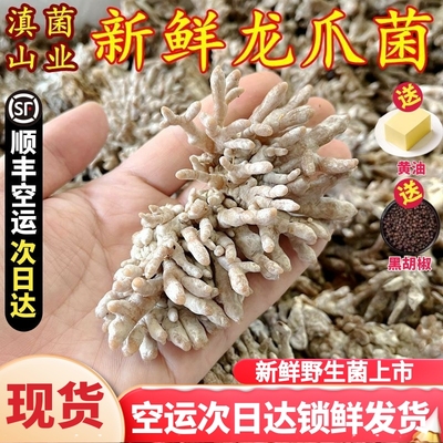 新鲜珊瑚菌龙爪菇猫爪菌美食农产品山珍土特产香菇蘑菇云南菌子