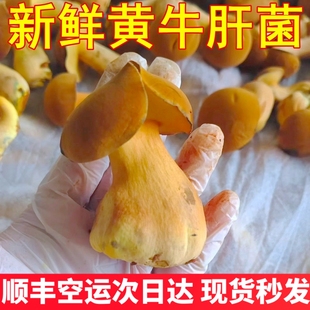 新鲜见手青云南黄牛肝菌 精品大果好货非小菇野生菌云南菌子山珍
