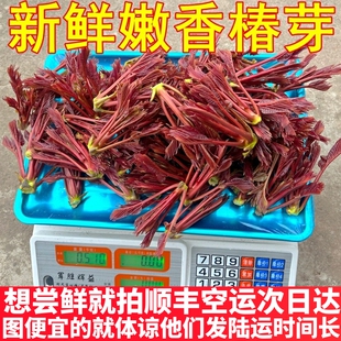 新鲜香椿芽红油香椿芽菜现货头茬香椿红油香椿云南野菜顺丰空运