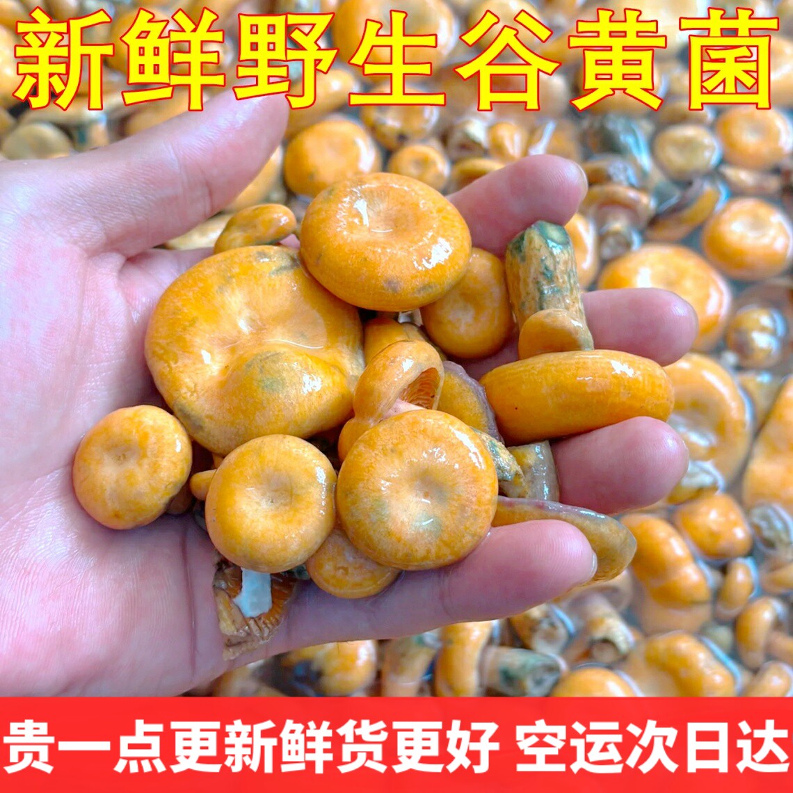 新鲜野生谷黄菌空运次日达 谷熟菌枞树菌寒菌美味蘑菇野生菌子 - 实物图