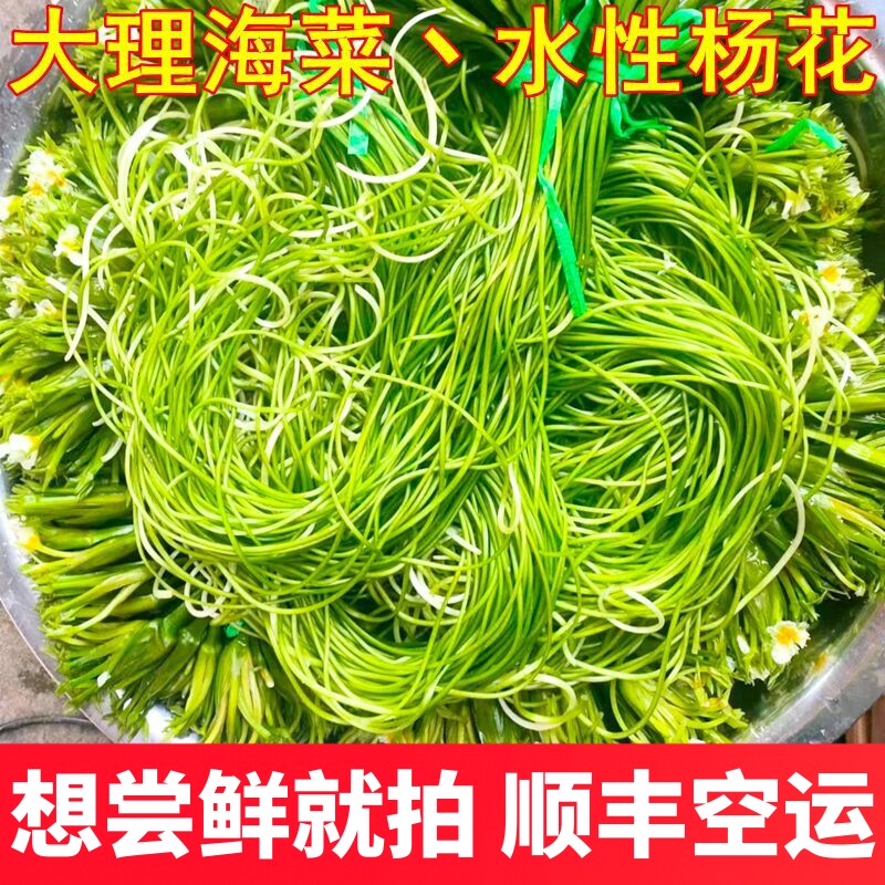 水性杨花大理海菜花泸沽湖丽江海菜云南野菜大理特产洱海新鲜蔬菜