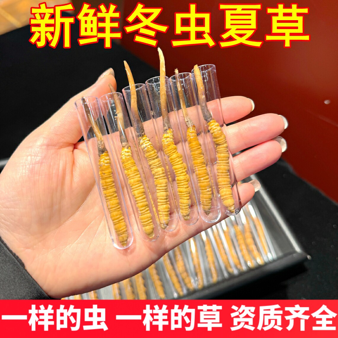 新鲜冬虫夏草 培育虫草非野生资质齐全价格低同样的菌同样的虫