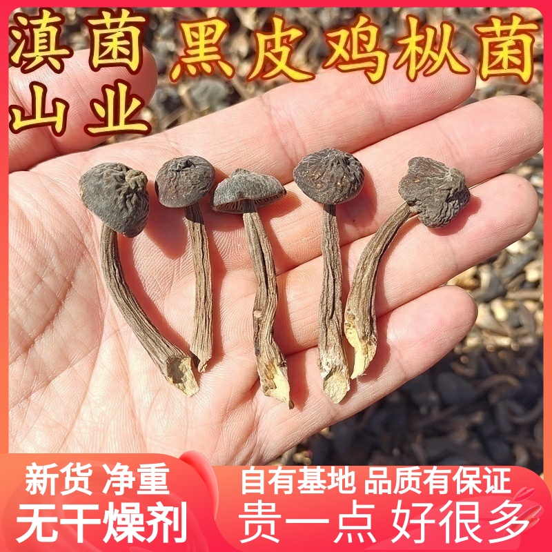 黑皮鸡枞菌干货精品特级粗条 云南山珍美食农产品云南菌子非新鲜