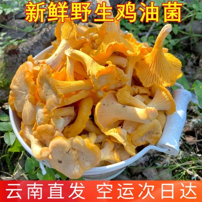 新鲜鸡油菌野生鸡油菌 山珍美食蘑菇香菇特产稀有云南菌子空运发