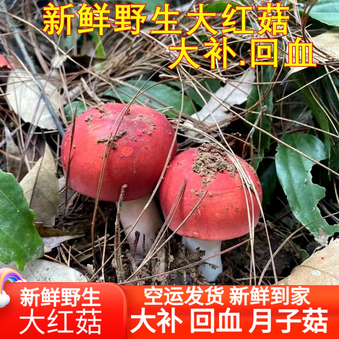 新鲜红菇野生大红菌 云南山珍稀有美食云南菌子大补回血月子菇