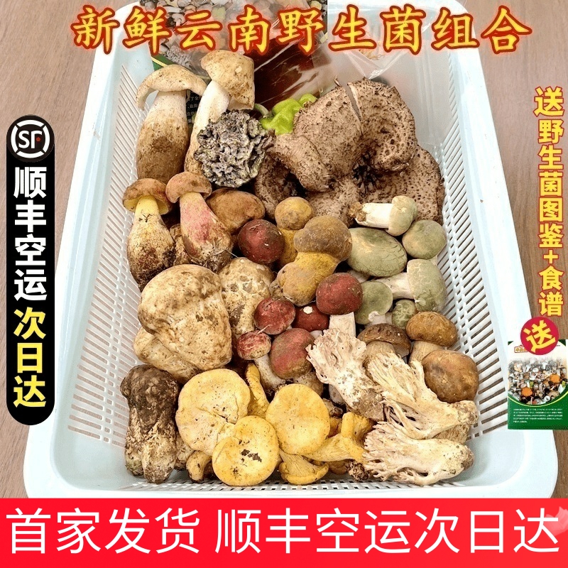新鲜蘑菇组合云南野生菌杂菌松茸牛肝菌见手青红菇干巴菌鸡枞羊肚
