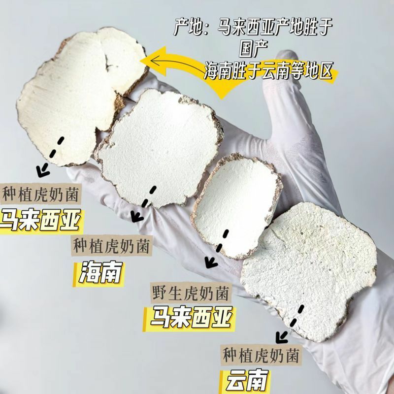 新鲜虎乳菌虎奶菇干货 切片大片老虎奶小儿久咳寒咳正品特级汤料