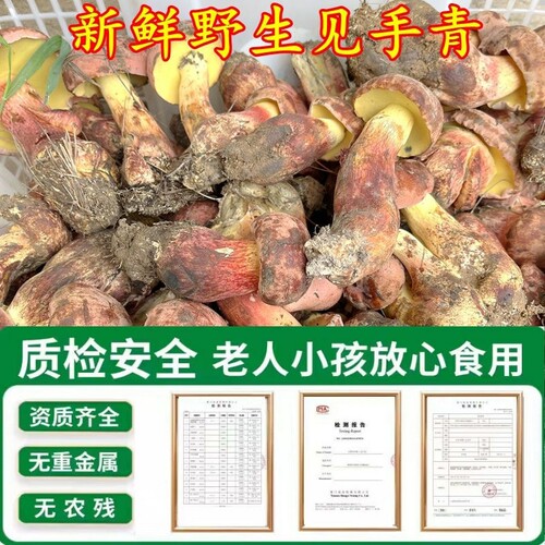 新鲜野生见手青红葱牛肝菌山珍美食生鲜现挖黄黑白牛肝菌云南菌子