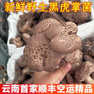 野生黑虎掌菌新鲜正品 稀有山珍美食香菇农产品云南菌子野生菌